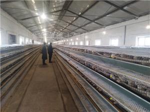 30萬(wàn)只鵪鶉客戶使用美博士鵪鶉飼料情況